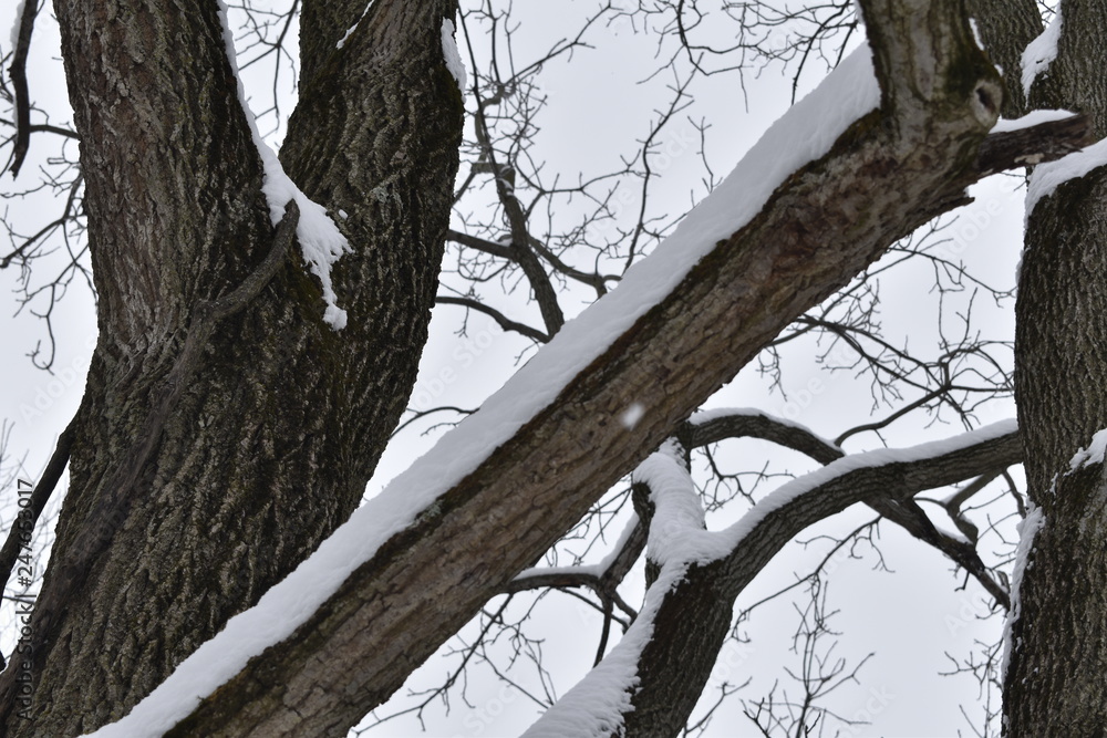 snow on tree