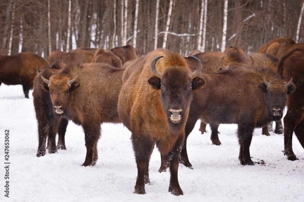 European wild bull European wild bull