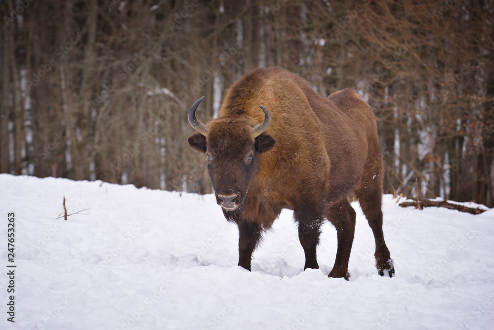 European wild bull European wild bull