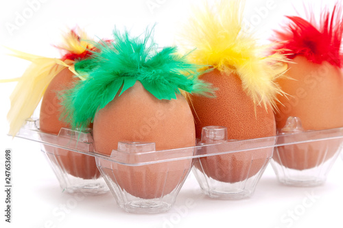 chicken eggs white background egg red green yellow feathers isoiated hair brown gag set photo