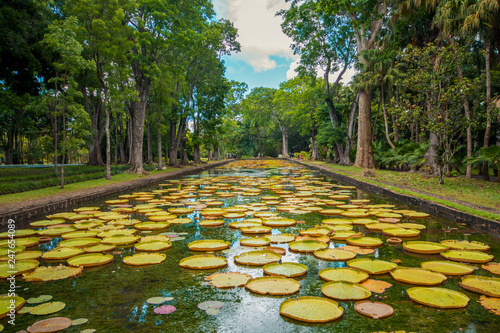 Large water lilies botanical Garden Pamplemousses, Mauritius photo