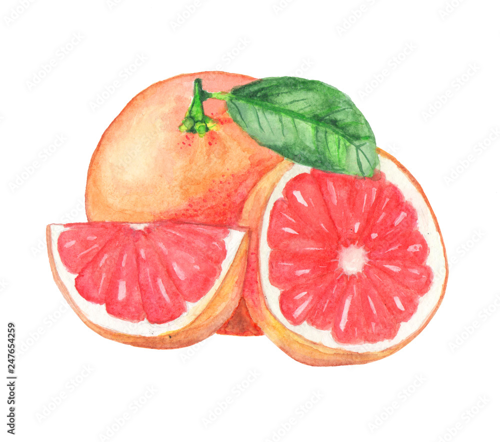 Watercolor grapefruit Stock Illustration Adobe Stock