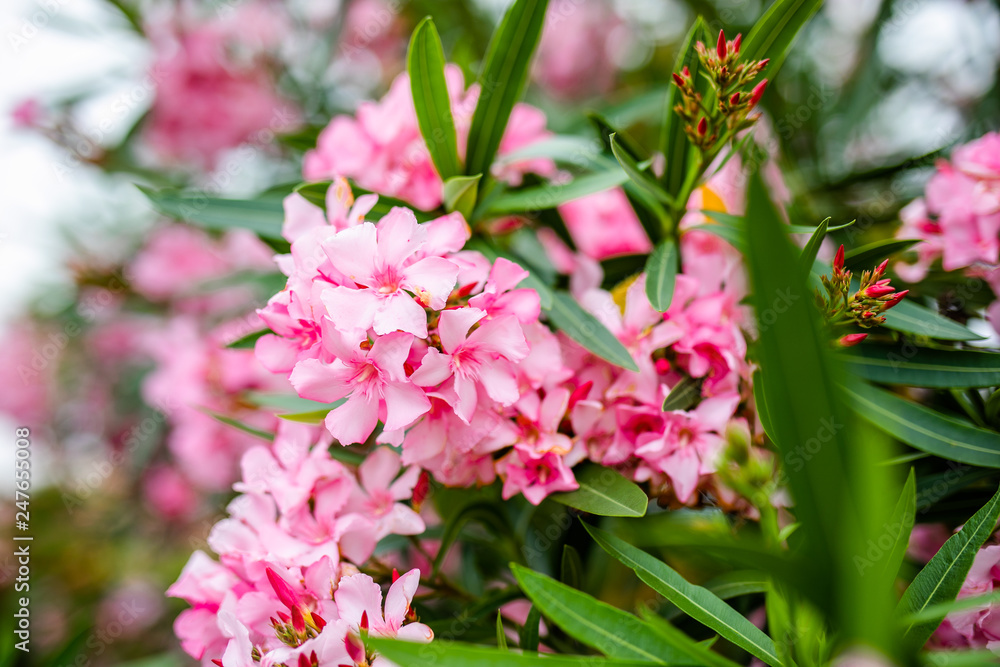 Fototapeta premium Beautiful pink flowers on the green branch in the summer park