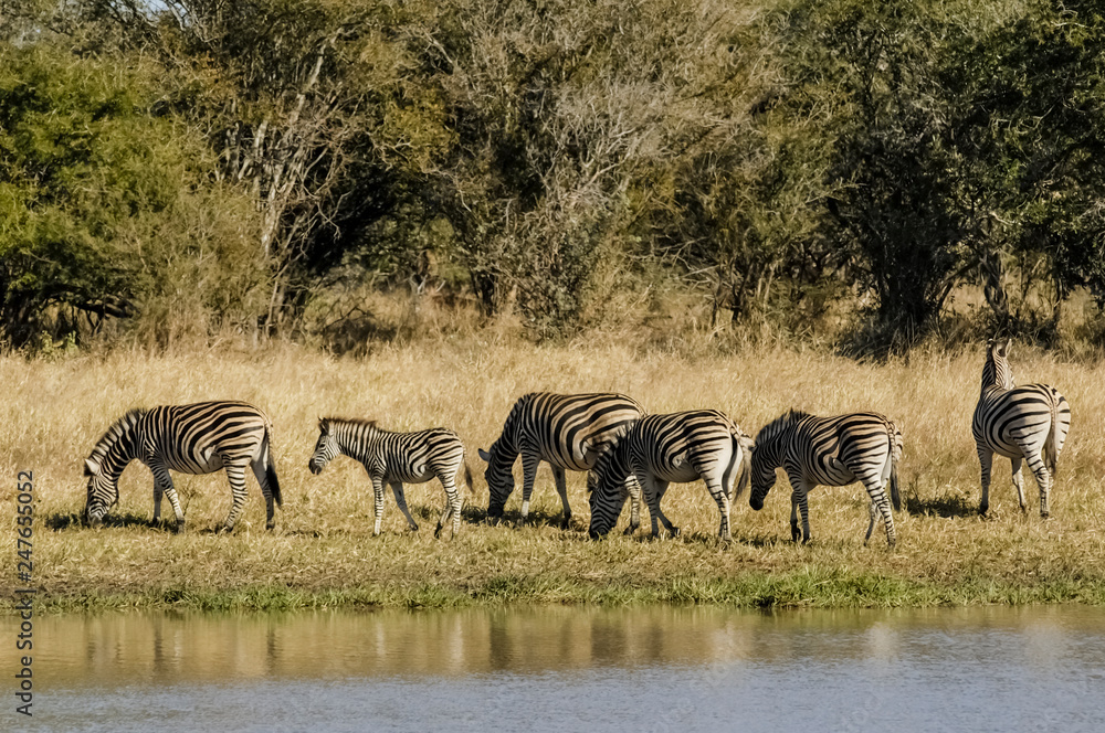 Obraz premium Herd of zebras in the African savannah