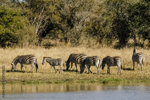 Herd of zebras in the African savannah