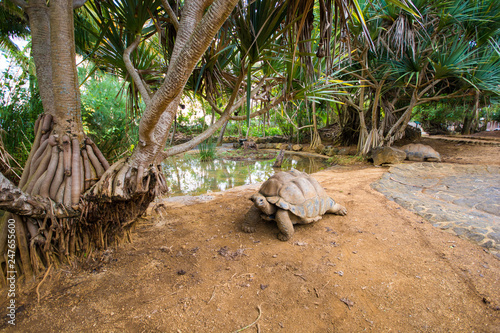 Giant Seychelles turtles in La Vanille natural park, Mauritius photo