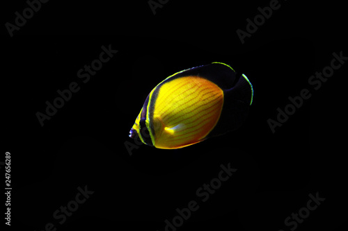 The Arabian Butterfly fish - (Chaetodon melapterus) photo