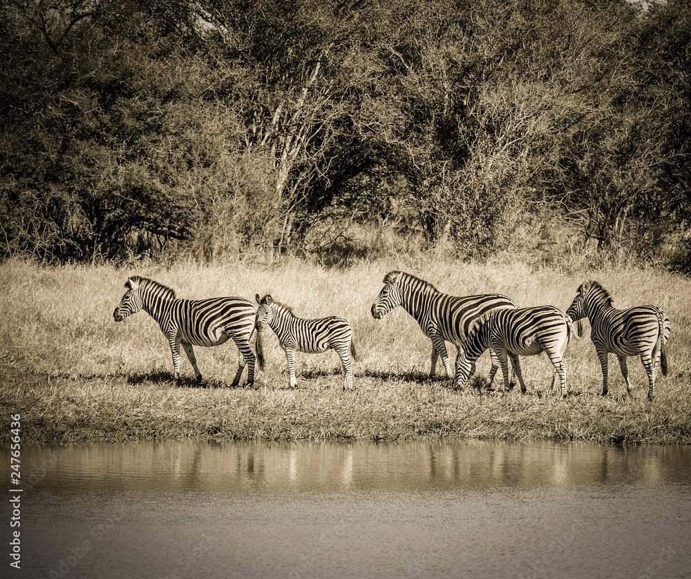 Obraz premium Herd of zebras in the African savannah