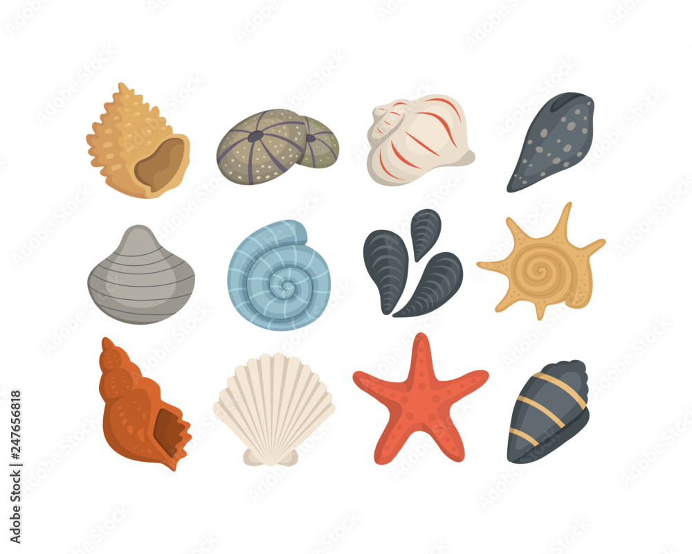 Sea shell vector icons in cartoon style. Set of clam mollusc. Ocean cockleshell. Sea shell vector icons in cartoon style. Set of clam mollusc. Ocean cockleshell.