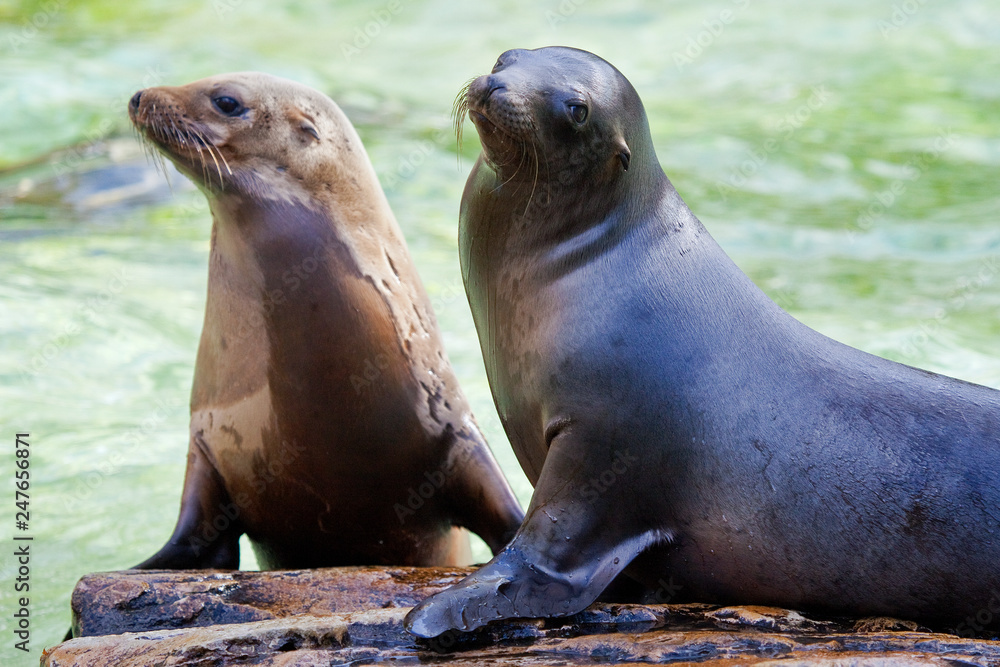 Fototapeta premium Sea Lions in Captivity