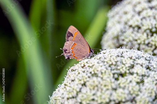 red-banded hairstreak ,Calycopis cecrops,i photo