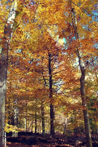 Yellow Autumn woods in Catotin State Park Maryland 