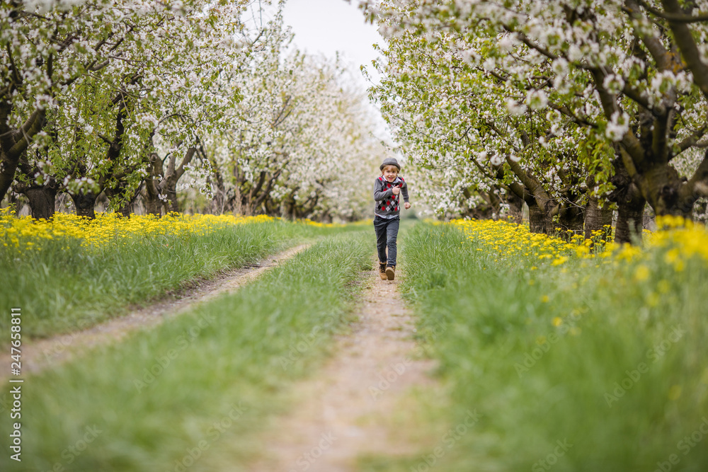 Little blonde boy in gray hat running in blooming apple and cherry garden. Warm springtime and mothers and woman day Little blonde boy in gray hat running in blooming apple and cherry garden. Warm springtime and mothers and woman day