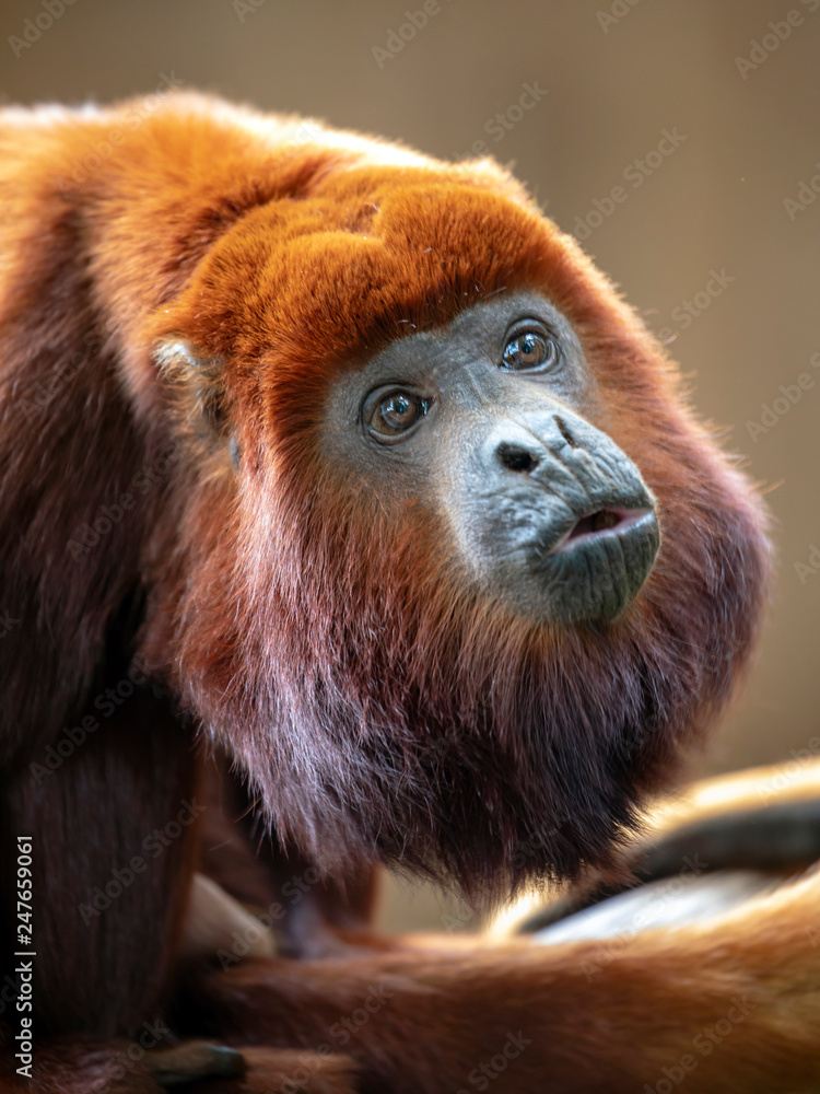 Frank Worthley Overflod en kop Red Howler Monkey, close up shot Stock Photo | Adobe Stock