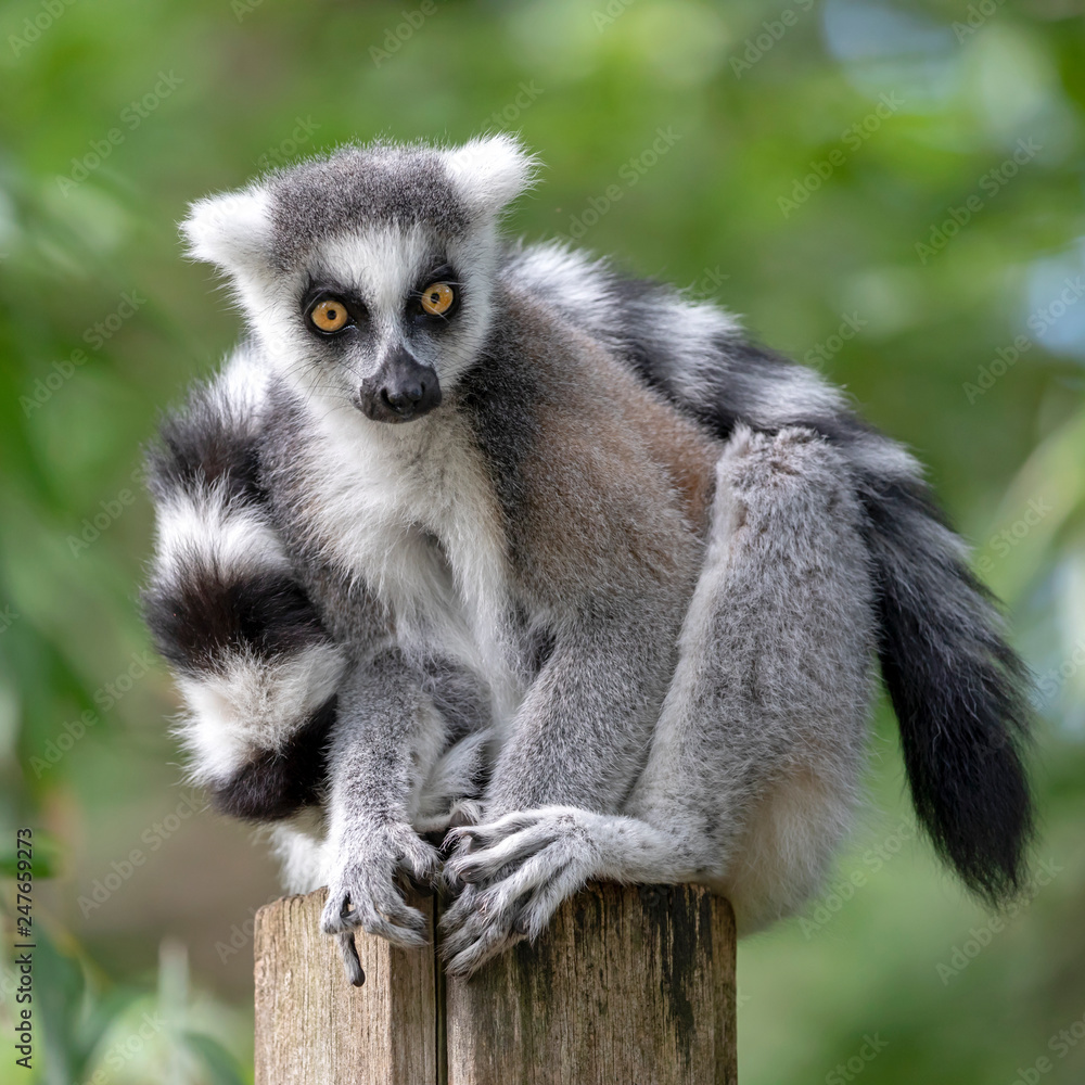 Ring Tailed Lemur Ring Tailed Lemur