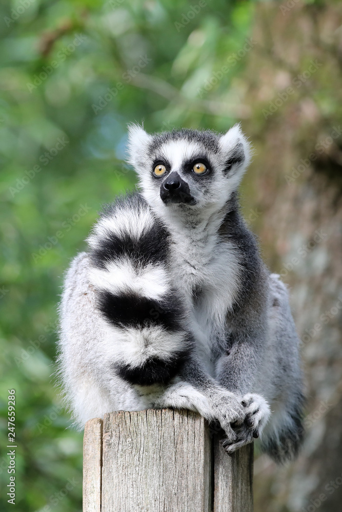 Fototapeta premium Ring Tailed Lemur