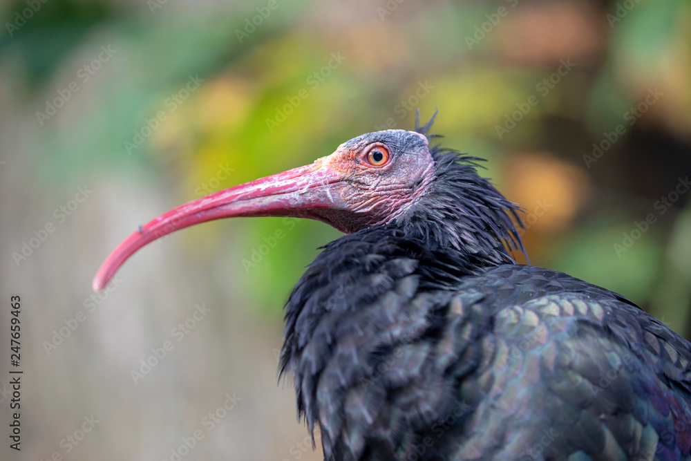 Naklejka premium Northern bald ibis