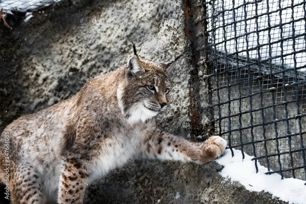 Obraz premium Lynx cage
