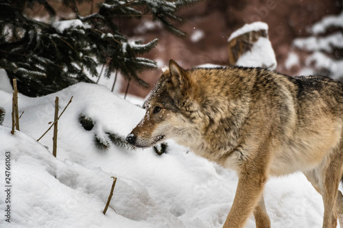 European wolf © Maksim Komlyaga