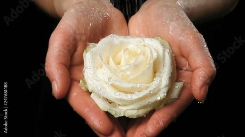 Girl's hands holding wet white rose under rain, slow motion