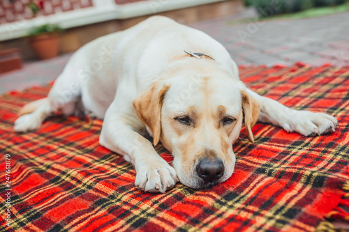 Beautiful labrador want to sleep! Sleepy dog lying at the red blanket carpet outside the house. photo