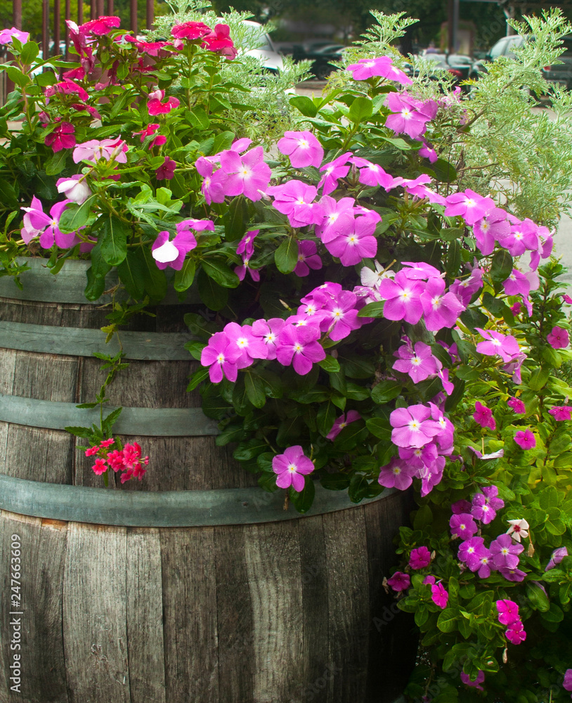 Flowers flowing out of rain barrel 