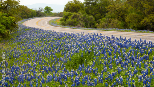 Beautiful Bluebonnets growing along highway in Texas