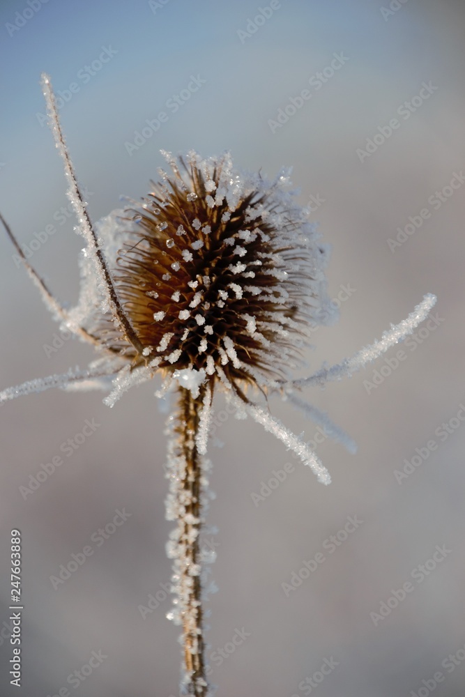 Thistle in winter