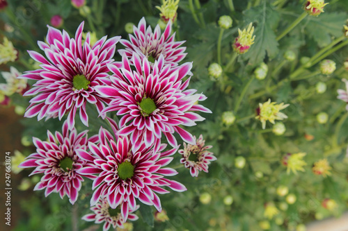 Beautiful multi colored flowers in plantation with the morning light.