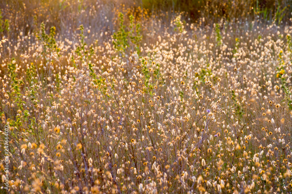 Obraz premium Camargue, Francia