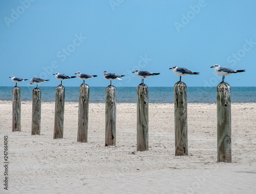 Картината върху платно Line of seagulls all standing on poles in unison