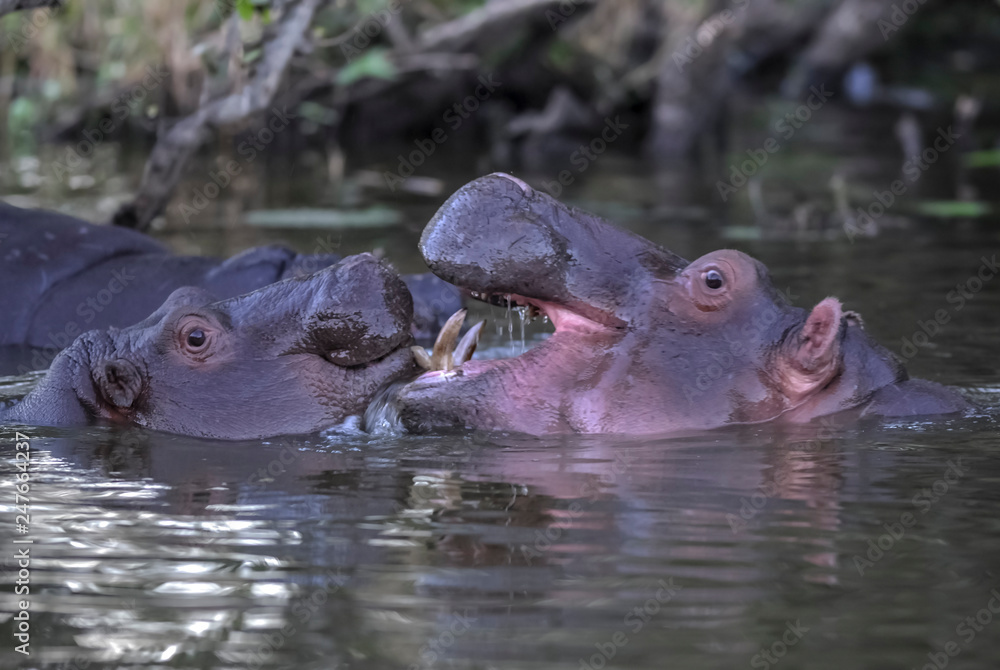 Obraz premium African Hippopotamus, South Africa, in forest environment