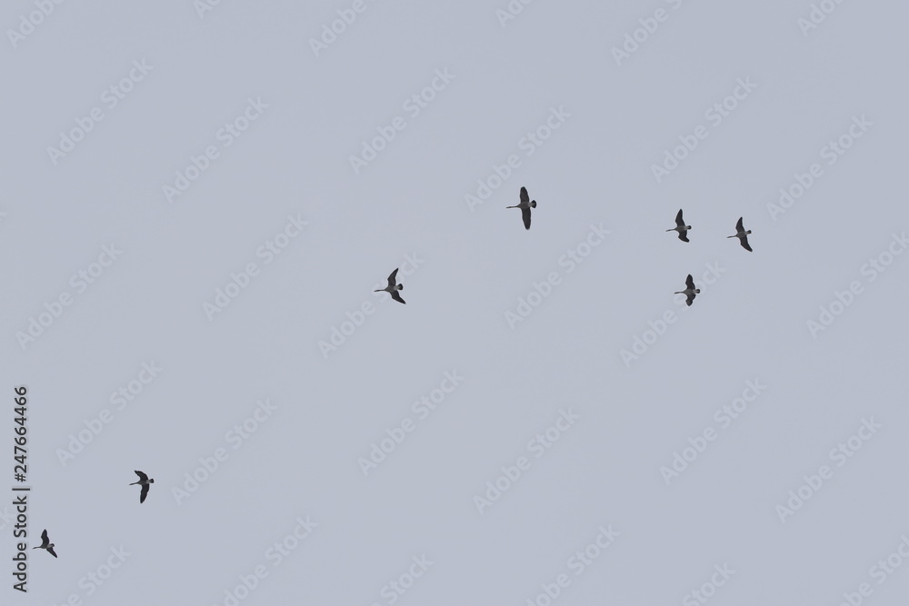 flock of flying birds on blue sky
