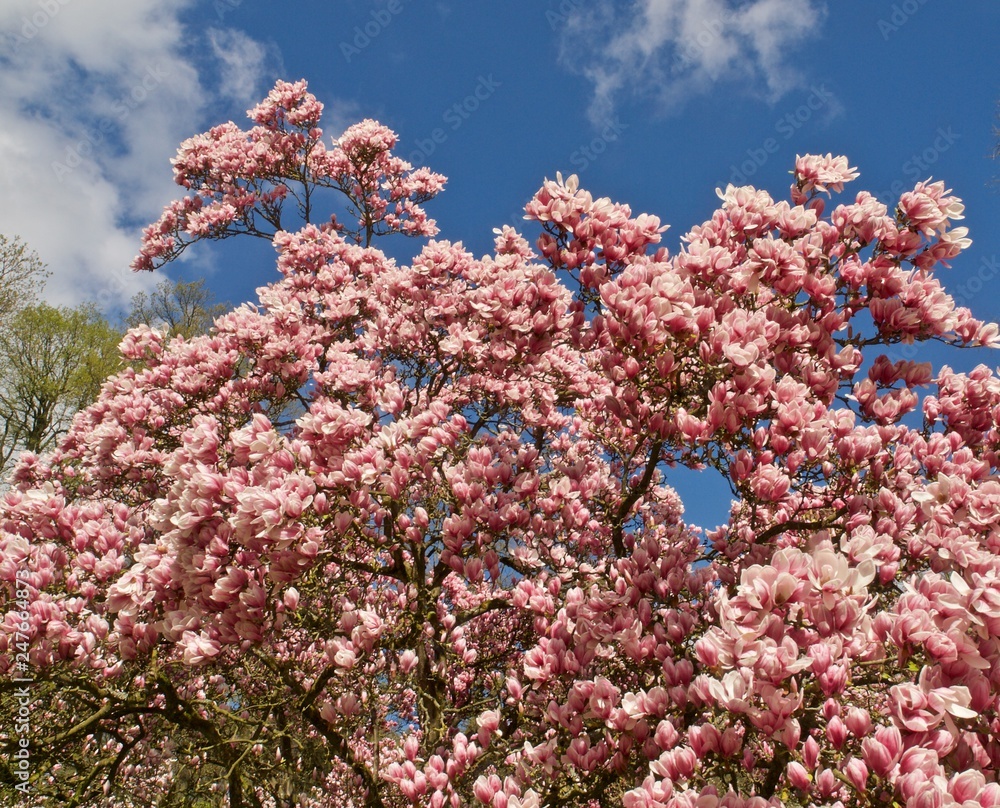 Huge pink blooming magnolia tree