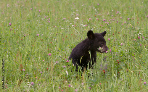 Black Bear Cub in a Wildflower Meadow