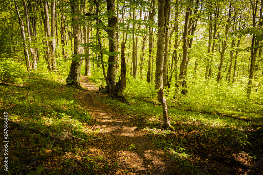 Obraz premium Hiking trail winding across green forest in early morning light, Plitvice Lakes National Park, Croatia