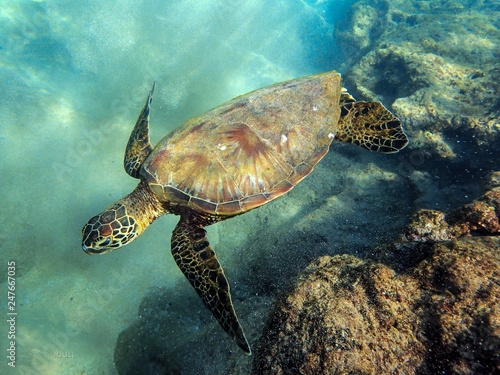 Hawksbill Sea Turtle Swimming in Maui Hawaii on the Kaanapali © Joni