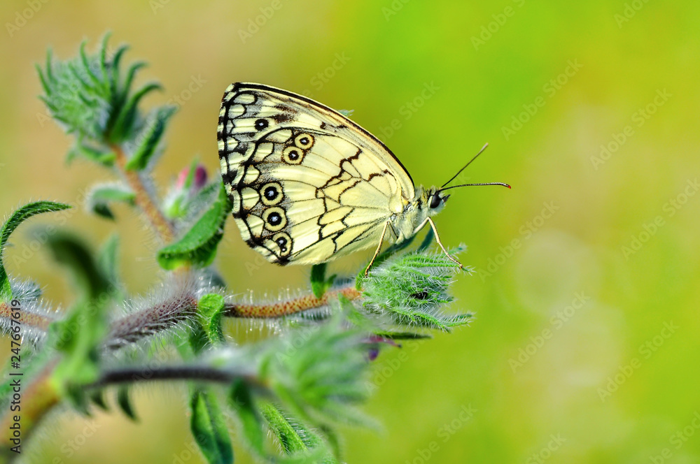 Fototapeta premium Closeup beautiful butterfly sitting on flower