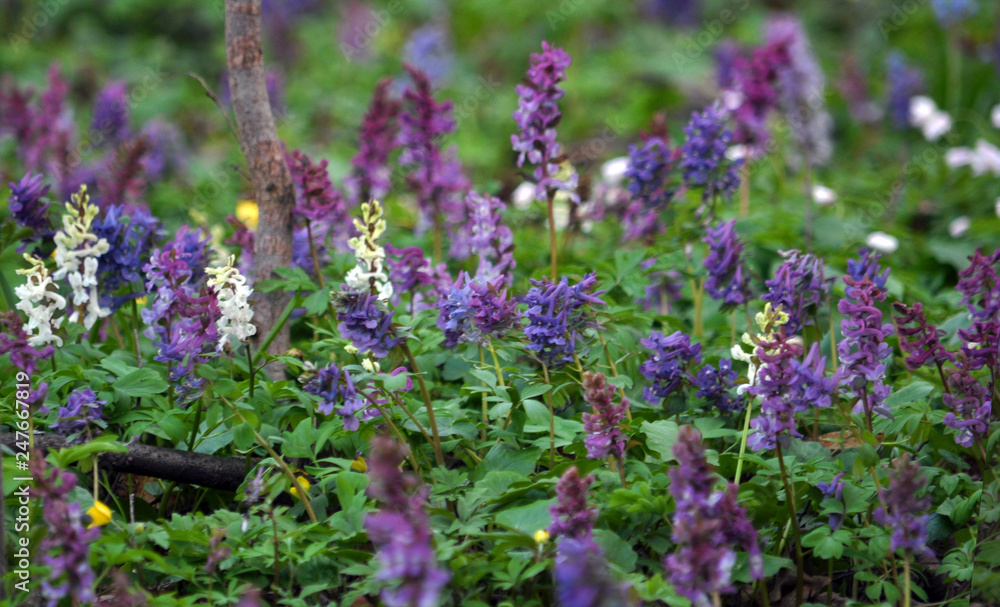 Fototapeta premium The corydalis massively blooms in the spring forest