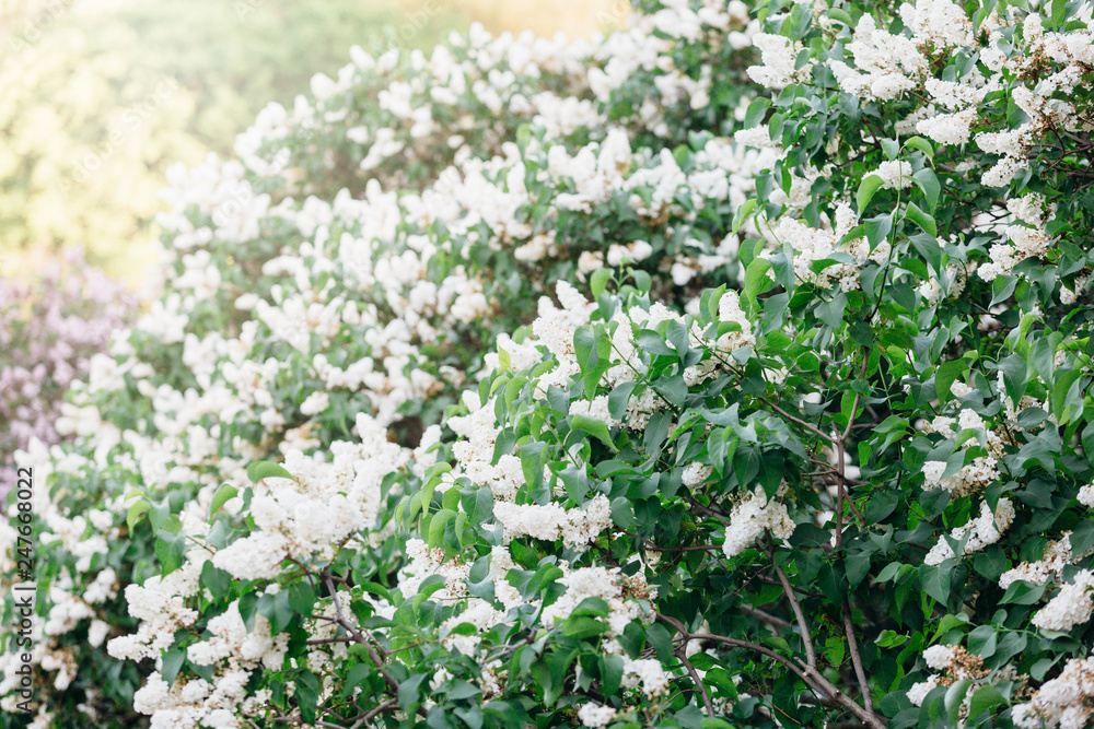 Blooming violet lilac bush at spring time with sunlight. Blossoming white violet lilac flowers. Spring season, nature background Blooming violet lilac bush at spring time with sunlight. Blossoming white violet lilac flowers. Spring season, nature background