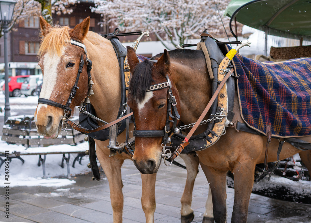 Horse harnessed to a carriage in Gstaad, Switzerland Horse harnessed to a carriage in Gstaad, Switzerland