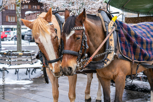 Horse harnessed to a carriage in Gstaad, Switzerland