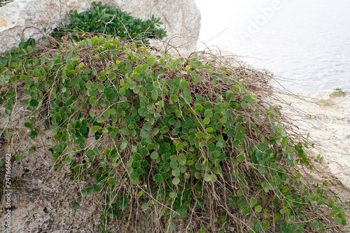 Kapernstrauch (Capparis spec.) photo