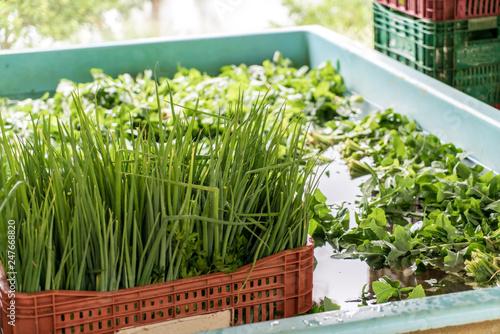 organic vegetable washing tank after harvesting