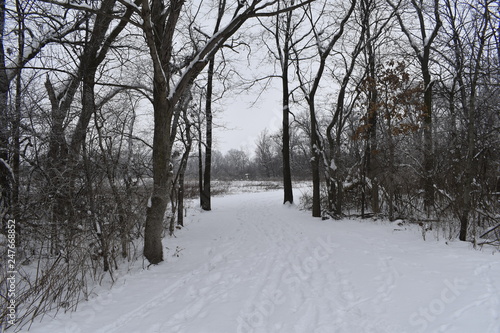 snowy road in winter forest © steven
