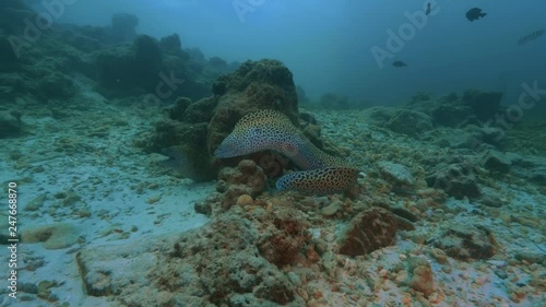 Marble morey eel moving around coral rock in deep ocean water, underwater 4k shot photo