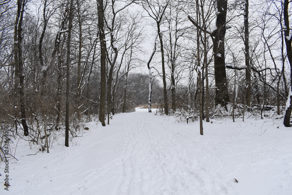 road in winter forest