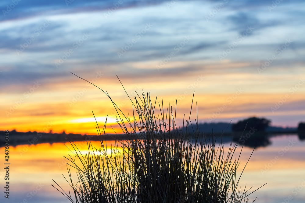 landscape at sunset with reflection of the sky over the water of a lake and reeds in the foreground focused landscape at sunset with reflection of the sky over the water of a lake and reeds in the foreground focused