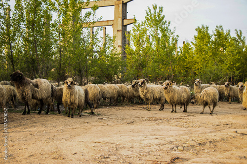 Some sheep look at the camera