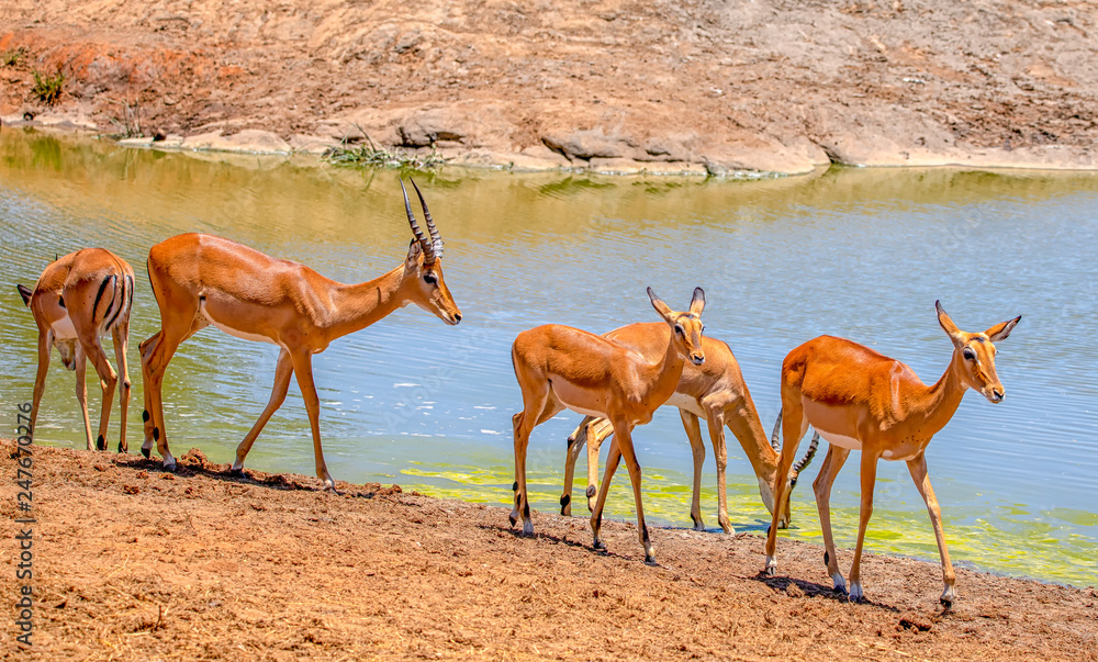 Eine Gruppe zierlicher Impala Gazellen am Wasserloch in Kenia